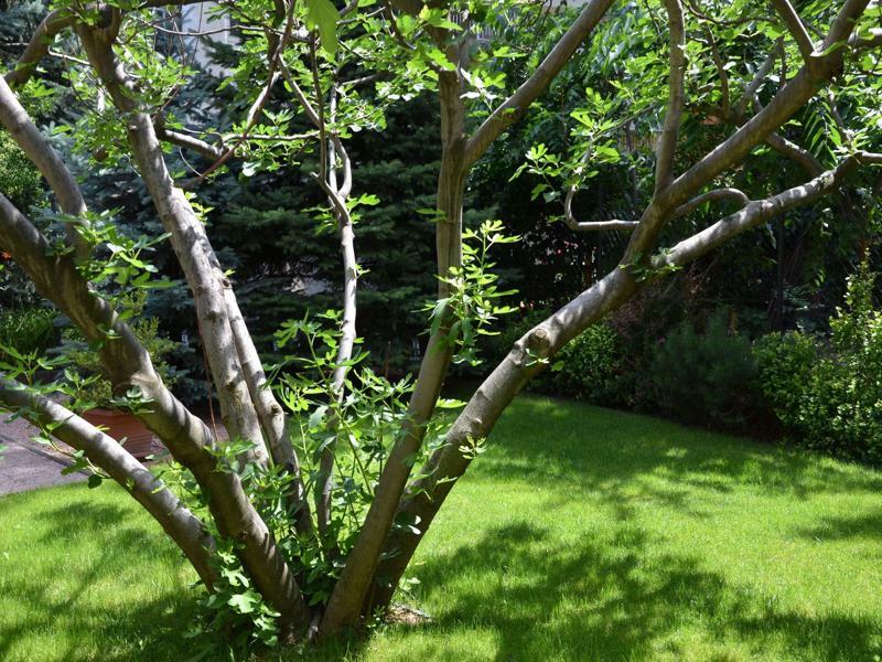 Fig Tree House Budapest Luaran gambar