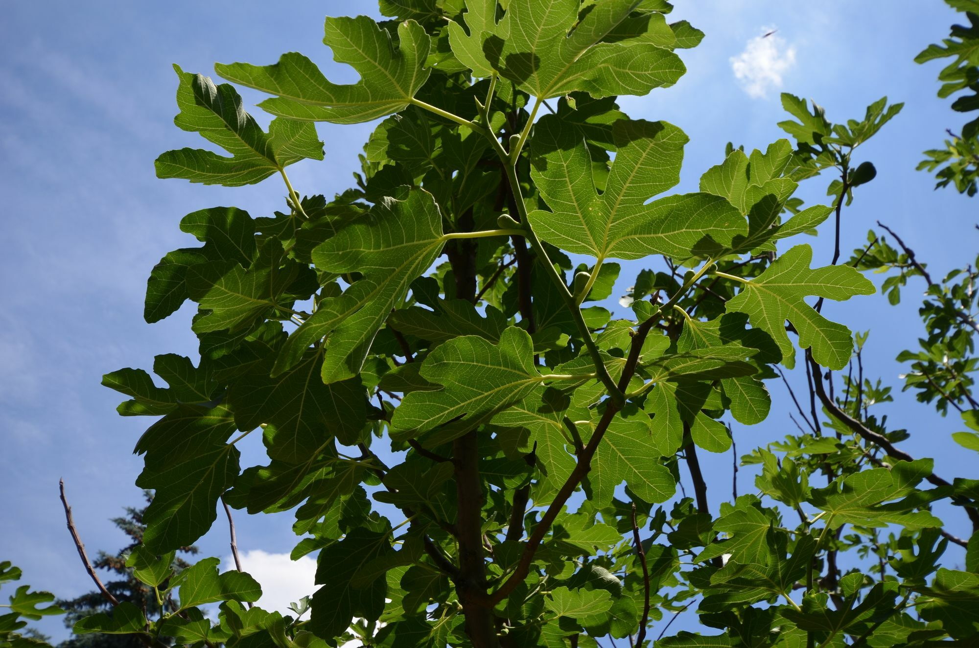 Fig Tree House Budapest Luaran gambar